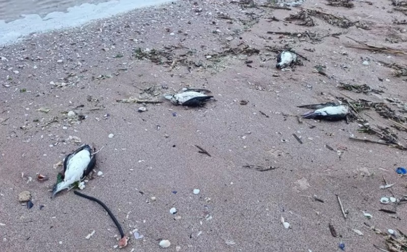 Мъртви буревестници и делфини изхвърли морето до Шабла