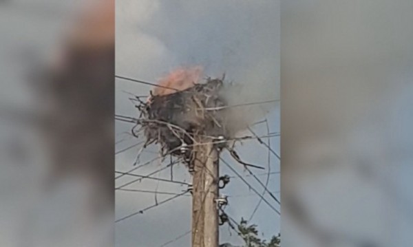 Пожар изпепели гнездо на щъркели