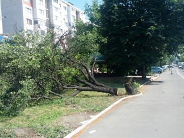Общината предупреждава: Дървета се махат само със заповед