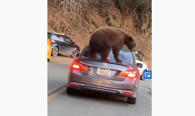 Мечка се покатери на кола в задръстване в Калифорния