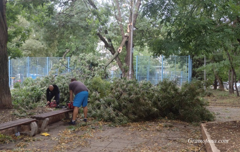 Опустошение в Борисовата градинка, доброволци разчистват паднали дървета (СНИМКИ)