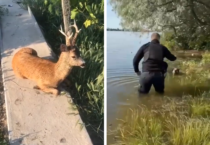 Властите в Украйна след взривяването на Нова Каховка: Не изоставяйте животните, те не са виновни, че съседът ни е терорист