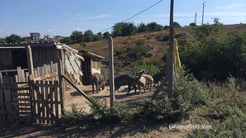 Огнище на чума по свинете и във Варненско