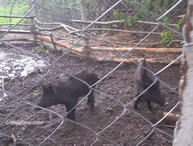 Остава загадка кой използва диви прасета за примамка на ловни кучета в Раклица