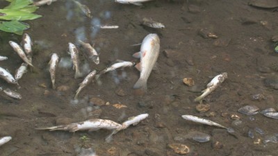 Хиляди мъртви риби в река Ботуня