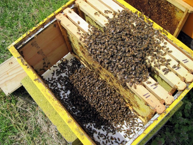 Пчелари се стягат за протест заради масовите отравяния с пестициди