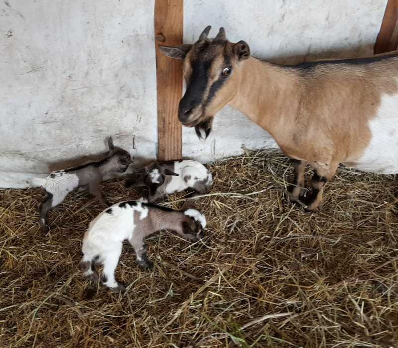 Вижте холандските козленца, които се родиха в бургаската зоологическа градина