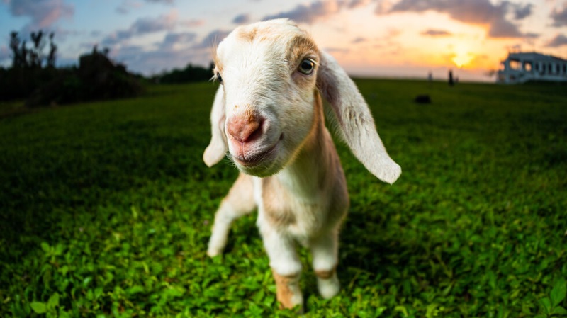 Италиански остров предлага безплатни кози, ако успеете да ги хванете