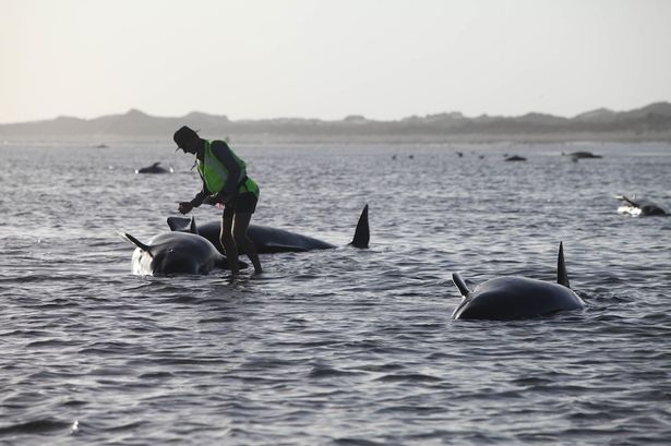 Стотици китове в капан край бреговете на Нова Зеландия