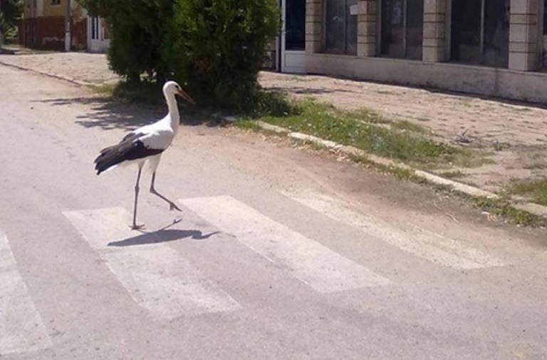 Хит в нета: Щъркел пресича на пешеходна пътека