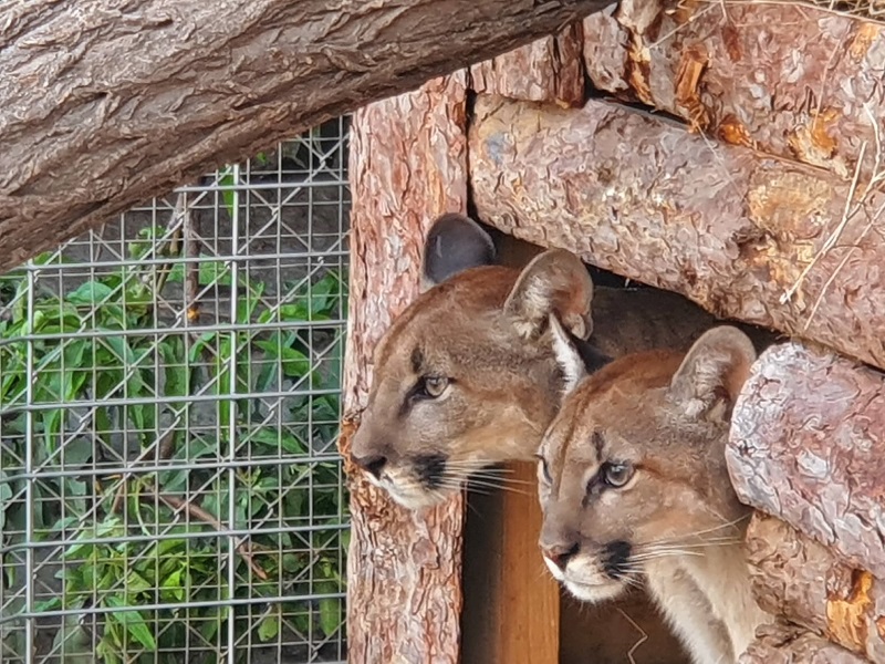Две северноамерикански пуми са новите обитатели на Зоопарк Бургас