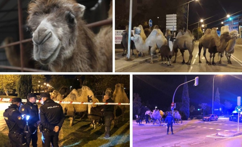 Осем камили и лама избягаха от цирка в Мадрид