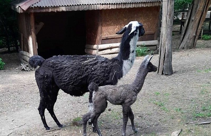 Бебе ламче се роди на Джулая в Айтос