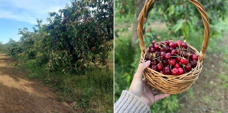 Предложение от Айтоско: береш череши и си ги купуваш за 1 лев на килограм