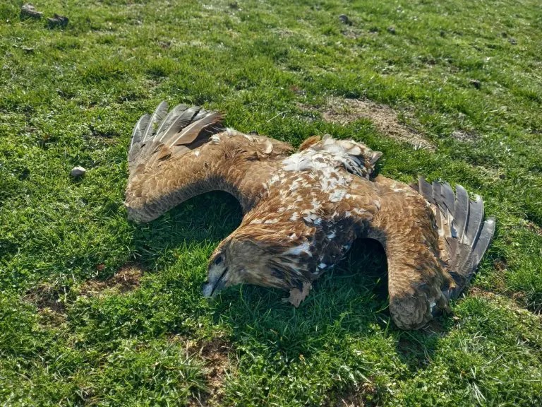 14 отровени животни, сред които и царски орел, са открити в Странджа