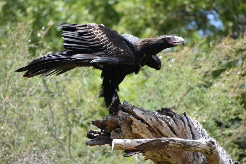 Орел с размах на крилете от 3 м и 30 см нокти е живял в Австралия