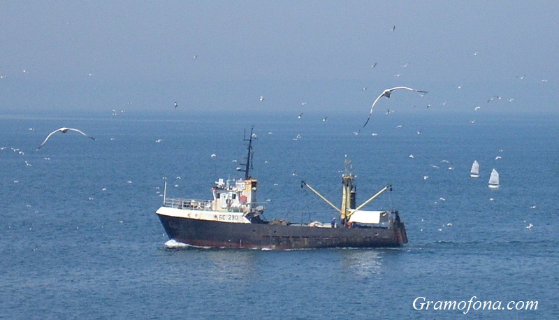 ИАРА ще изследва запасите от риба и рапани в Черно море