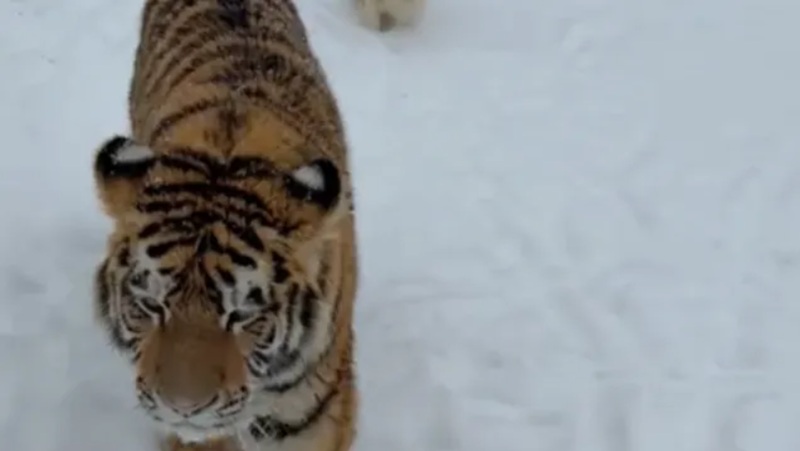 Тигър се разхожда свободно в двор с други животни, стана хит в социалните мрежи (ВИДЕО)