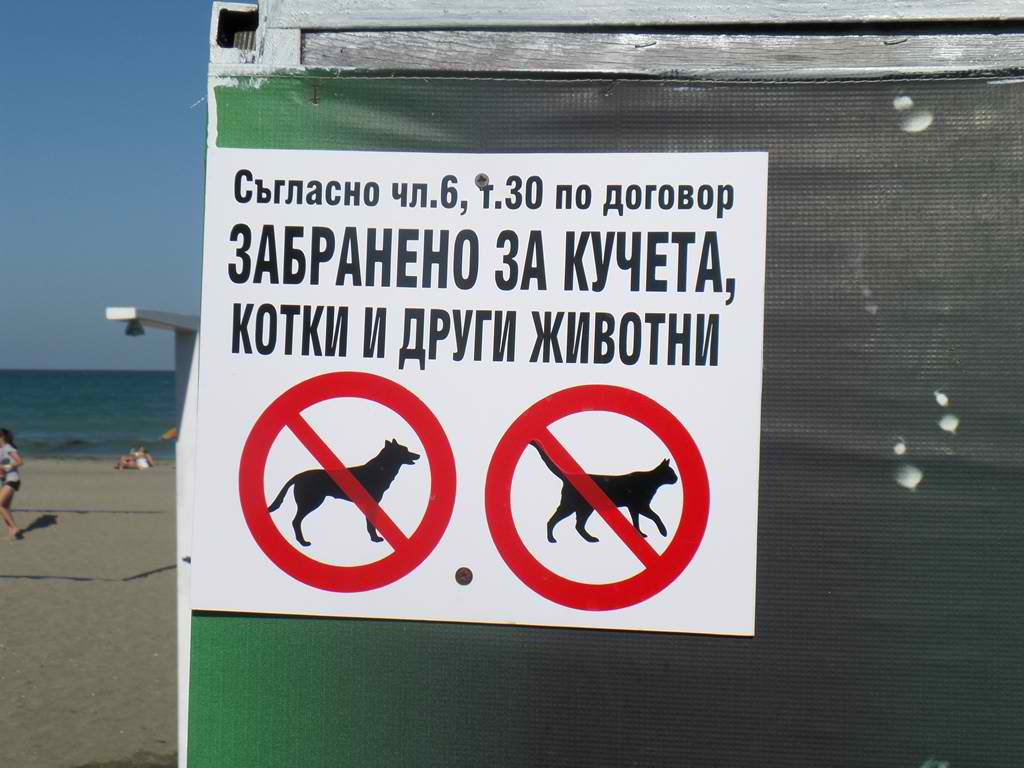 Кучкарите изрядни на плажа