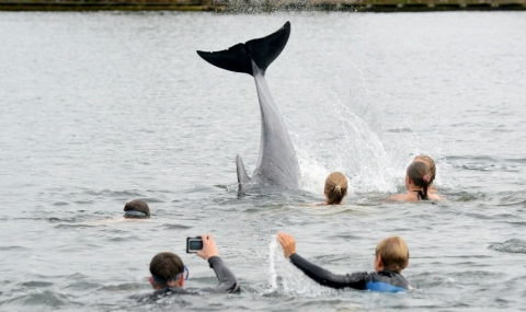 Учени: Делфините разговарят като хората
