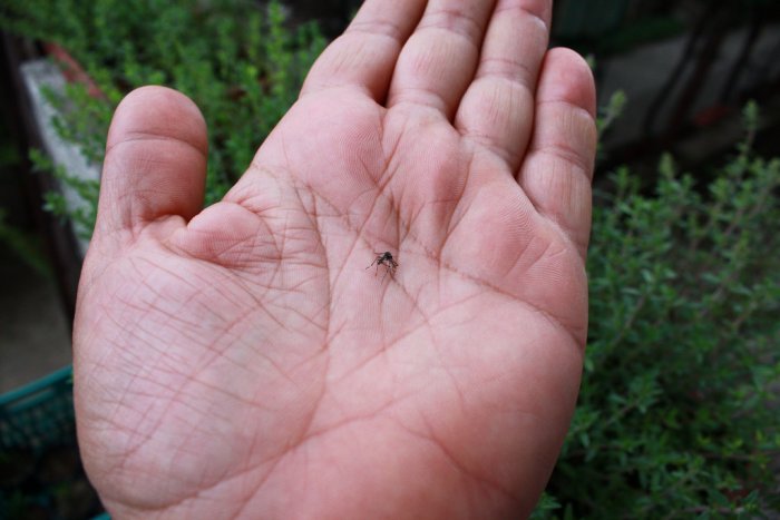 Бургазлии пропищяха от рояци комари 