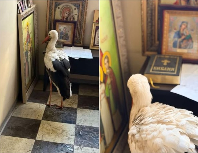 Премръзнал щъркел се спаси от студа в параклис край Бургас