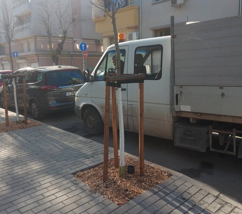 Засаждат нови дървета по новоремонтираните улици и парковите зони на Бургас