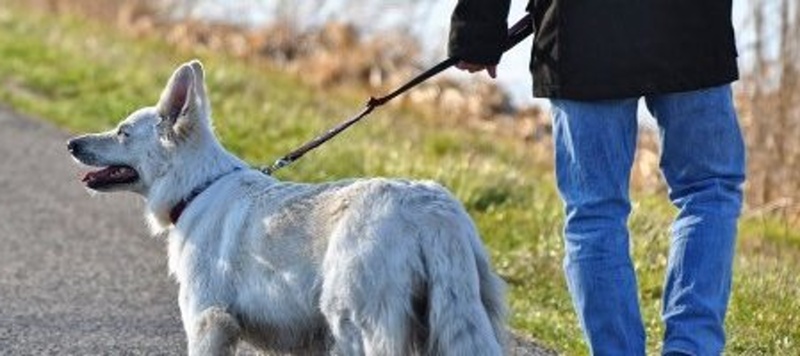 Ограничение за разхождането на домашни кучета въведоха в Поморие
