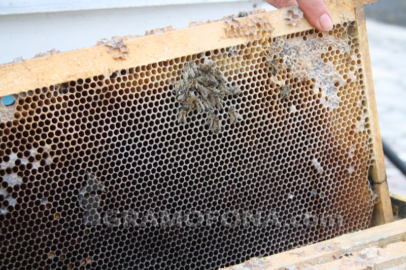 Глобяват земеделци заради измрели пчели в Бургаско