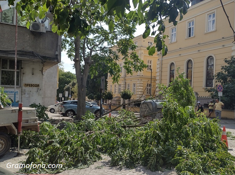 Поголовна сеч на ул. „Шейново“ в Бургас