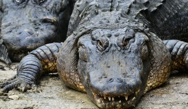 Алигатори се разхождат из улици във Флорида