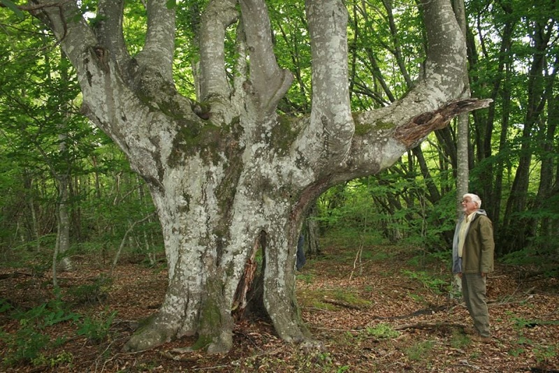 Нови 11 вековни дървета в природен парк Странджа стават защитени
