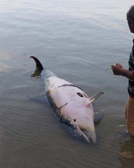 Само три морски общини могат да премахват мъртви делфини от плажа