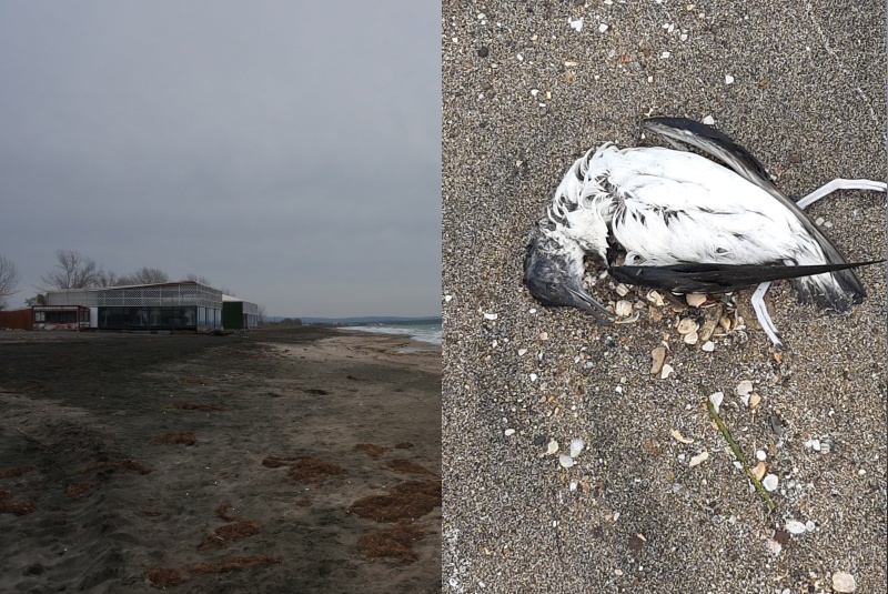 Граждани алармират за мъртви птици по бургаския плаж