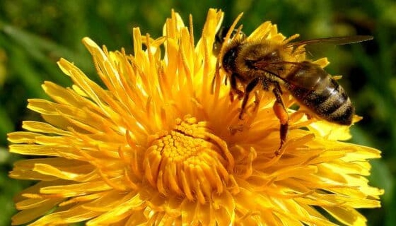 Важно за пчеларите в Айтос! Пръскат с опасен за насекомите препарат