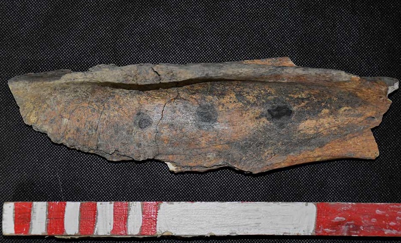 Конска кост за гадаене от времето на монголите е открита при разкопките на крепостта Русокастро