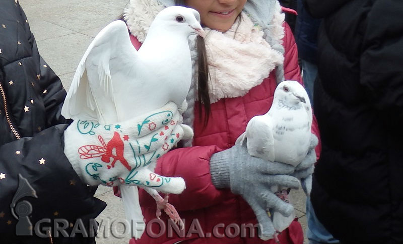 Декоративните гълъби в Бургас наравно с кокошките и мисирките