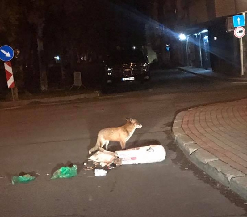 Лисица търси храна по улиците на Несебър