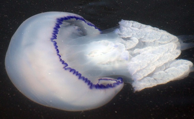 Професионални фотографи заснеха гигантска медуза с размери на човек