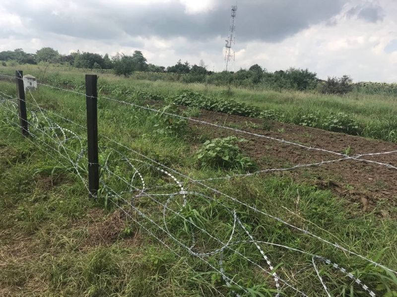 100 горски стражари от ЮИДП-Сливен на крак заради чумата по свинете в Румъния