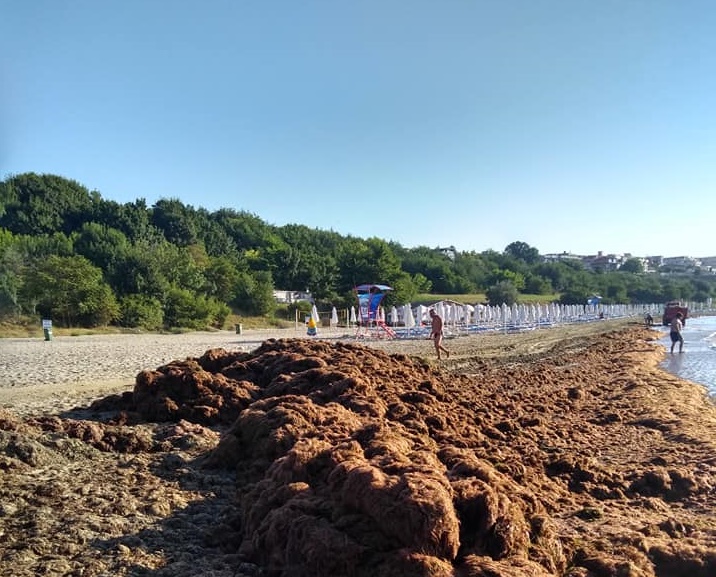 Морето изхвърля водорасли край Сарафово, работници ги трупали в свободната зона на плажа