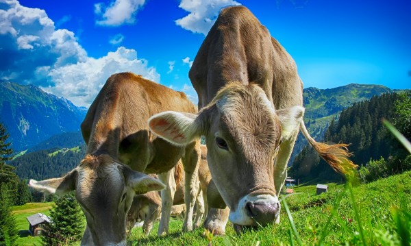 Опасни крави в Алпите