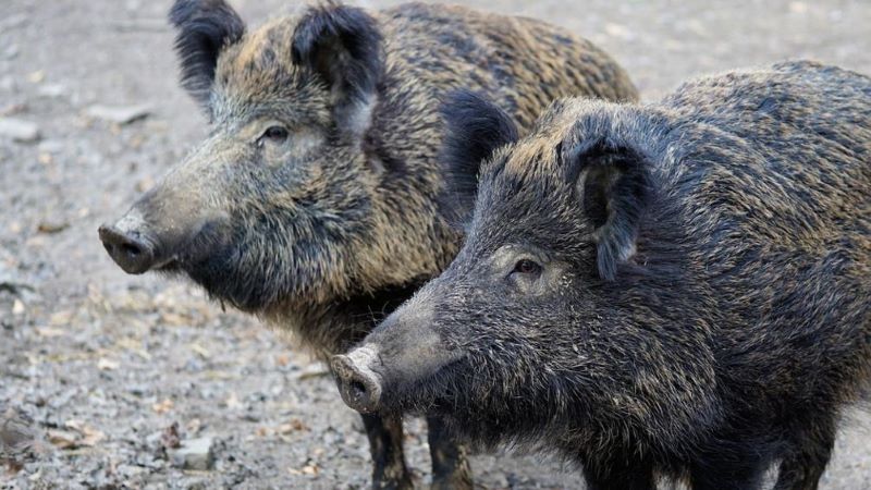 Огнище на африканска чума по свинете откриха във варненско село