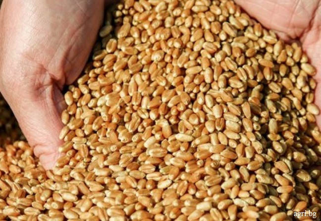 Държавата иска да купува зърно за резерва на 570 лв/тон, зове търговците да са национално отговорни