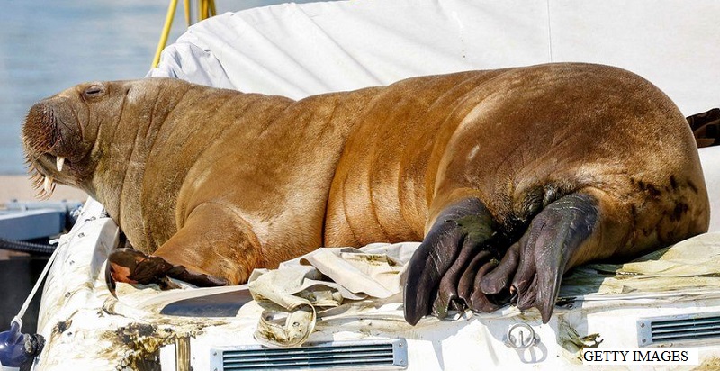 В Норвегия убиха моржа Фрея, бил заплаха за хората