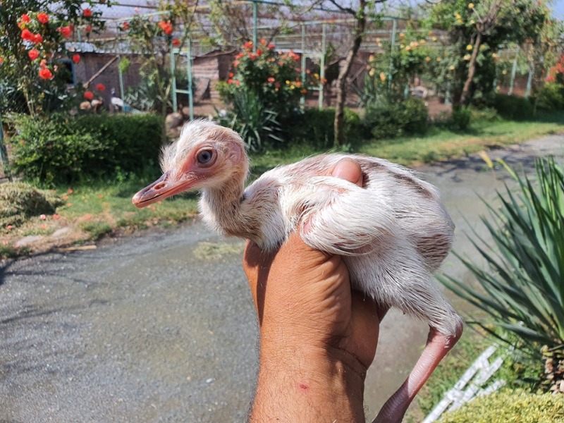 Вижте най-новите бебета в бургаския зоопарк