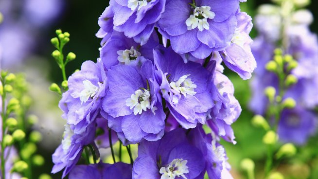 Ето кое е цветето за 2026 г, носи топлина и спокойствие