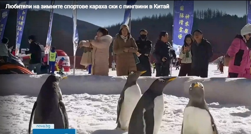 Любители на зимните спортове караха ски с пингвини в Китай