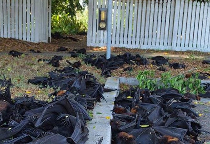 Гадост: Хиляди умрели прилепи по улиците на австралийски град