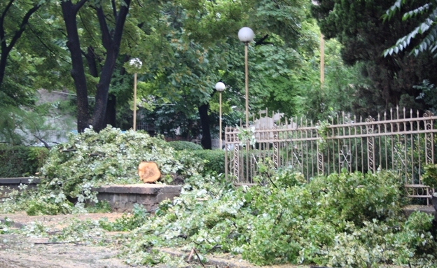 Дърво се срути в центъра на Бургас